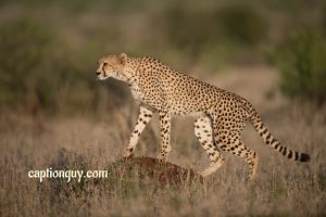 Cheetah Captions