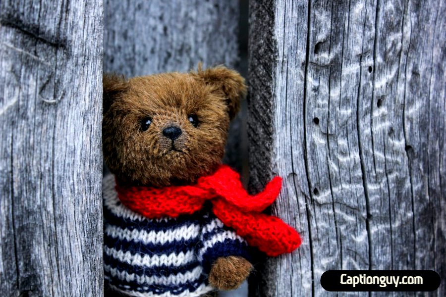 Teddy Bear Captions for Instagram