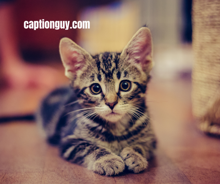 Kitten Pictures With Captions