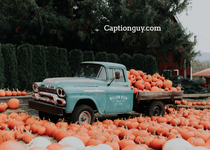 Best Of Pumpkin Patch Captions For Instagram Caption Guy